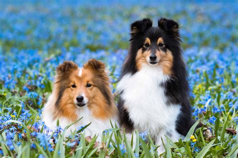 miniature sheltie pictures.